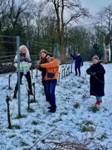 Wijnranken in de sneeuw 2024